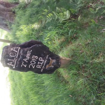 12 Alca's grave, Source: