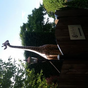 27 Giraffe, Source: