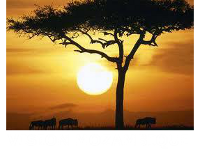 Vision Mozambique